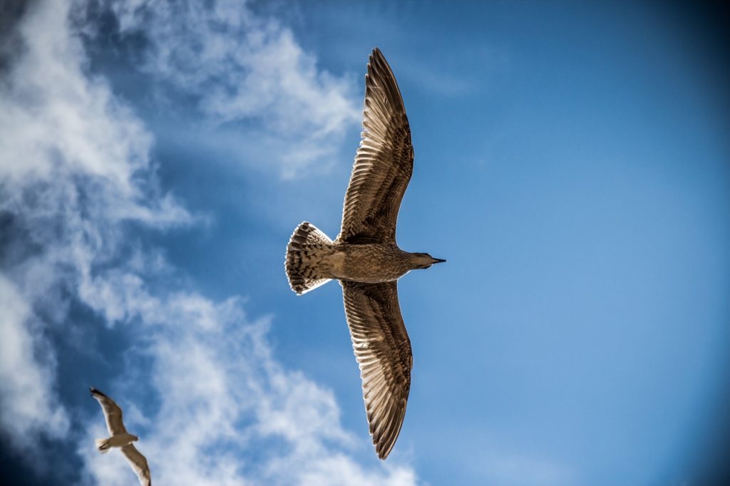 sea gull, bird, sky